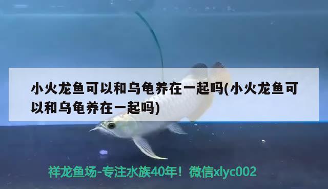 小火龍魚(yú)可以和烏龜養(yǎng)在一起嗎(小火龍魚(yú)可以和烏龜養(yǎng)在一起嗎)