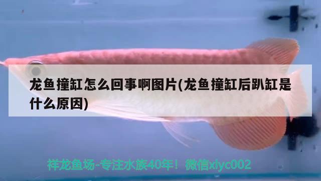 龍魚撞缸怎么回事啊圖片(龍魚撞缸后趴缸是什么原因)