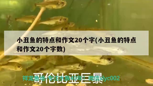 小丑魚的特點和作文20個字(小丑魚的特點和作文20個字數) 海水魚