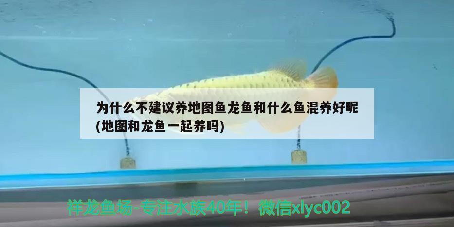 為什么不建議養(yǎng)地圖魚龍魚和什么魚混養(yǎng)好呢(地圖和龍魚一起養(yǎng)嗎)