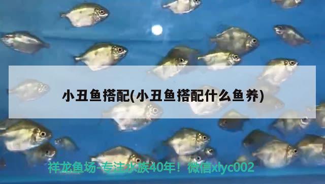 小丑魚(yú)搭配(小丑魚(yú)搭配什么魚(yú)養(yǎng)) 海水魚(yú)