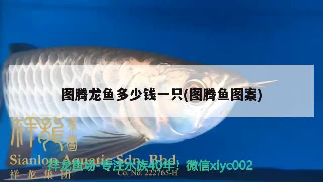 圖騰龍魚多少錢一只(圖騰魚圖案) 帝王血鉆魚 第2張