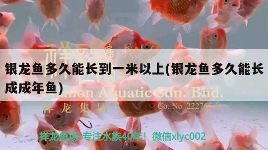 銀龍魚多久能長(zhǎng)到一米以上(銀龍魚多久能長(zhǎng)成成年魚)