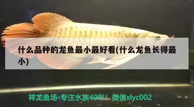 什么品種的龍魚最小最好看(什么龍魚長(zhǎng)得最小)