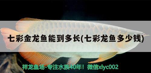 七彩金龍魚(yú)能到多長(zhǎng)(七彩龍魚(yú)多少錢)