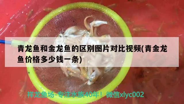 青龍魚和金龍魚的區(qū)別圖片對(duì)比視頻(青金龍魚價(jià)格多少錢一條) 青龍魚