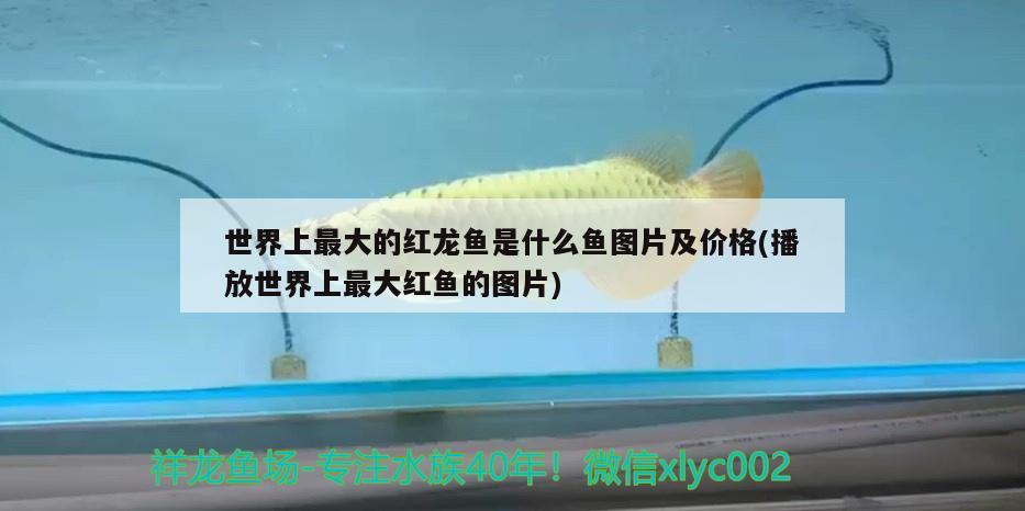 世界上最大的紅龍魚(yú)是什么魚(yú)圖片及價(jià)格(播放世界上最大紅魚(yú)的圖片)