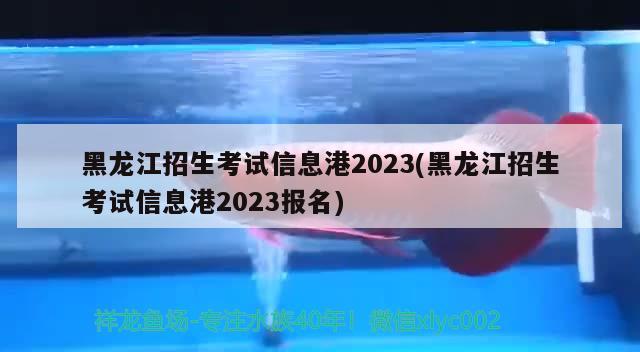 黑龍江招生考試信息港2023(黑龍江招生考試信息港2023報名)