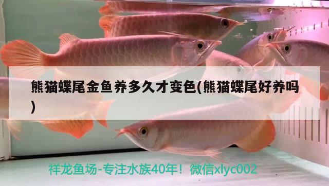 熊貓蝶尾金魚(yú)養(yǎng)多久才變色(熊貓蝶尾好養(yǎng)嗎)