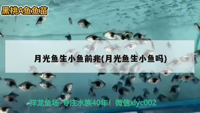 月光魚生小魚前兆(月光魚生小魚嗎) 觀賞魚