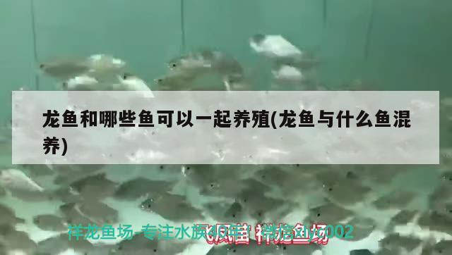 龍魚和哪些魚可以一起養(yǎng)殖(龍魚與什么魚混養(yǎng)) 白寫錦鯉魚