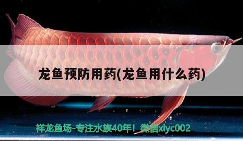 龍魚預防用藥(龍魚用什么藥) 金頭過背金龍魚