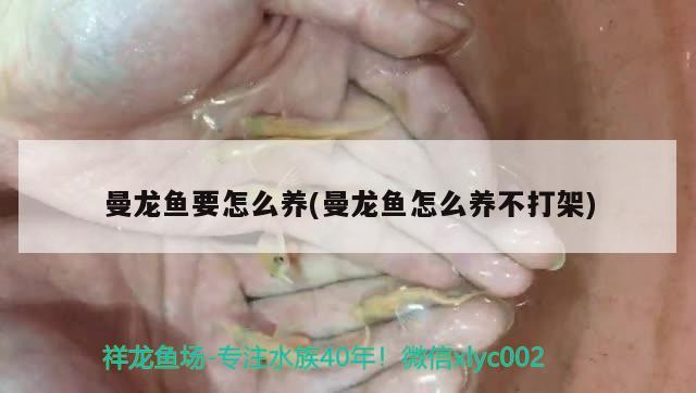 曼龍魚要怎么養(yǎng)(曼龍魚怎么養(yǎng)不打架)