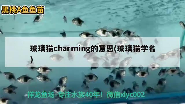 玻璃貓charming的意思(玻璃貓學(xué)名) 觀賞魚