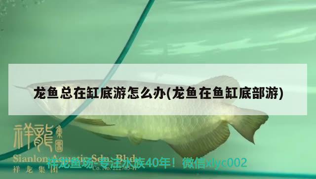 龍魚總在缸底游怎么辦(龍魚在魚缸底部游) 圖騰金龍魚