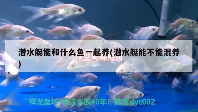 潛水艇能和什么魚一起養(yǎng)(潛水艇能不能混養(yǎng))