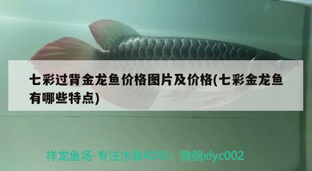 七彩過背金龍魚價格圖片及價格(七彩金龍魚有哪些特點)