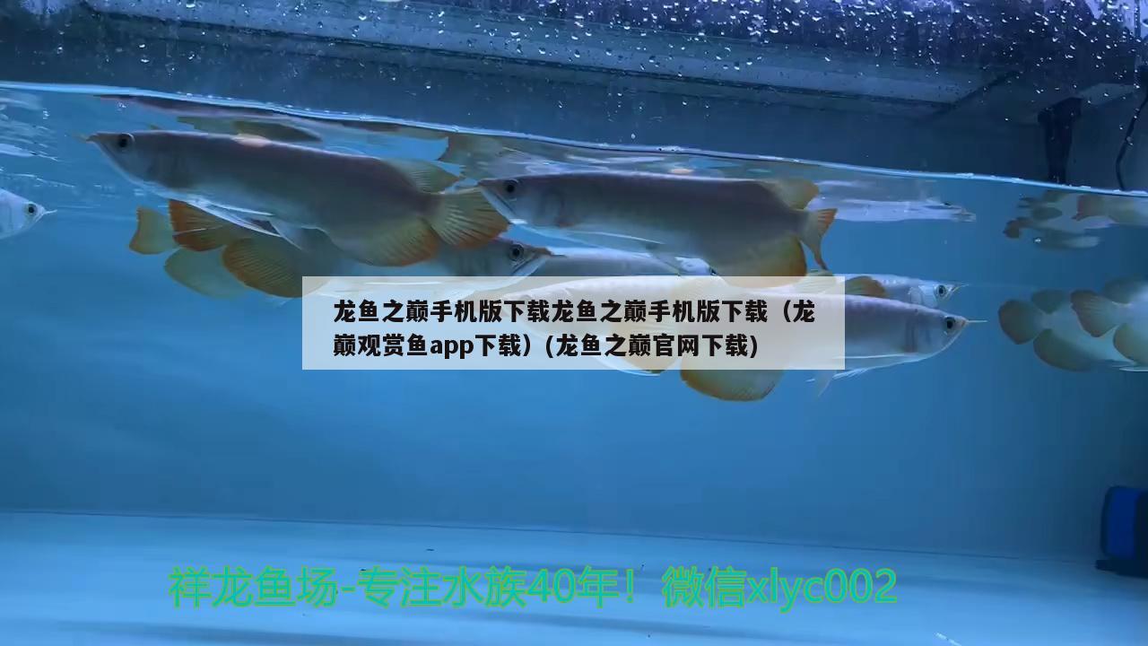 龍魚之巔手機版下載龍魚之巔手機版下載（龍巔觀賞魚app下載）(龍魚之巔官網(wǎng)下載)