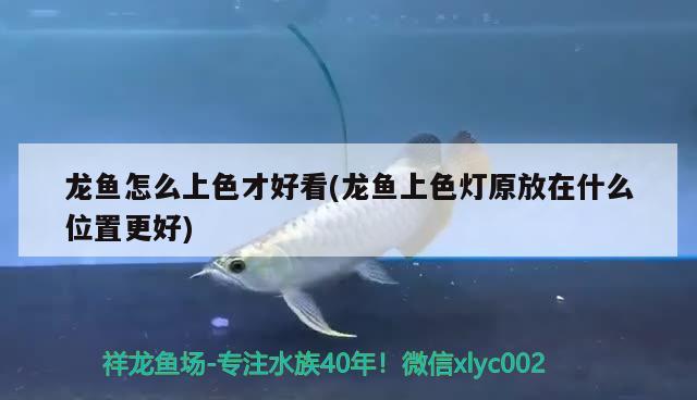 龍魚怎么上色才好看(龍魚上色燈原放在什么位置更好)