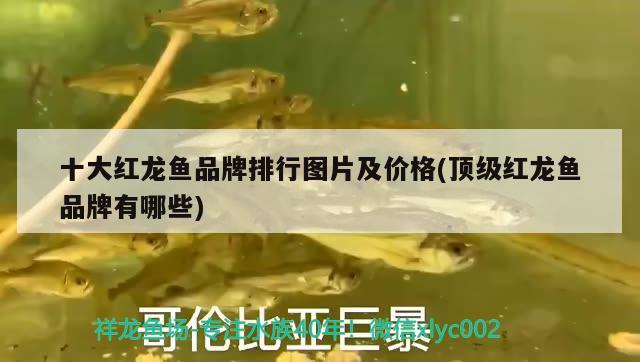 十大紅龍魚(yú)品牌排行圖片及價(jià)格(頂級(jí)紅龍魚(yú)品牌有哪些)