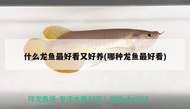 什么龍魚最好看又好養(yǎng)(哪種龍魚最好看)