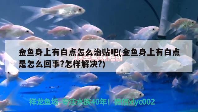 金魚身上有白點怎么治貼吧(金魚身上有白點是怎么回事?怎樣解決?) 觀賞魚