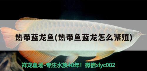 熱帶藍(lán)龍魚(熱帶魚藍(lán)龍怎么繁殖)