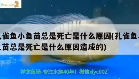 孔雀魚小魚苗總是死亡是什么原因(孔雀魚小魚苗總是死亡是什么原因造成的)