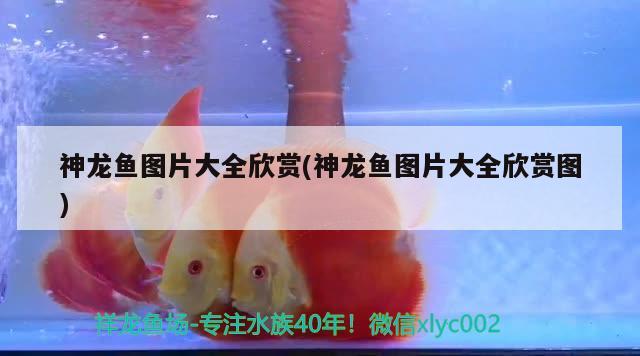 神龍魚圖片大全欣賞(神龍魚圖片大全欣賞圖) 水族品牌