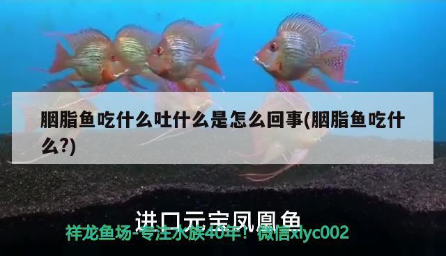 胭脂魚吃什么吐什么是怎么回事(胭脂魚吃什么?)