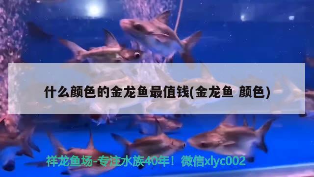 什么顏色的金龍魚最值錢(金龍魚顏色) 福滿鉆魚