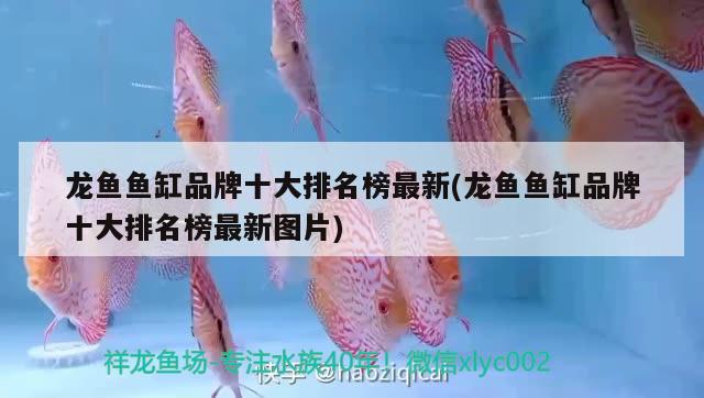 龍魚魚缸品牌十大排名榜最新(龍魚魚缸品牌十大排名榜最新圖片)