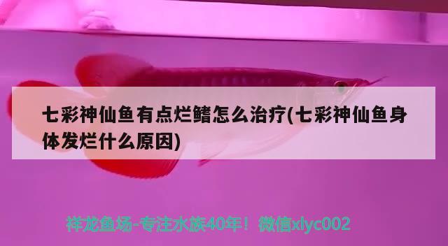 七彩神仙魚(yú)有點(diǎn)爛鰭怎么治療(七彩神仙魚(yú)身體發(fā)爛什么原因)