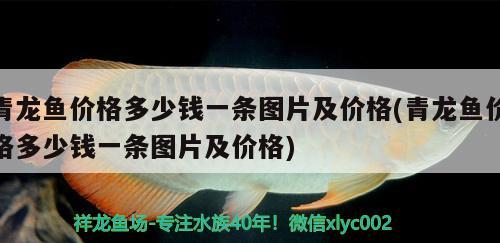 青龍魚價格多少錢一條圖片及價格(青龍魚價格多少錢一條圖片及價格) 青龍魚