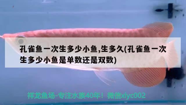 孔雀魚(yú)一次生多少小魚(yú),生多久(孔雀魚(yú)一次生多少小魚(yú)是單數(shù)還是雙數(shù))