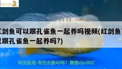 紅劍魚可以跟孔雀魚一起養(yǎng)嗎視頻(紅劍魚可以跟孔雀魚一起養(yǎng)嗎?)