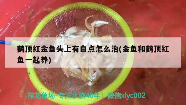 鶴頂紅金魚頭上有白點怎么治(金魚和鶴頂紅魚一起養(yǎng)) 觀賞魚