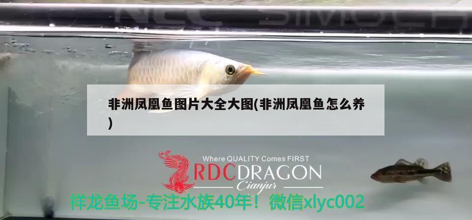 非洲鳳凰魚圖片大全大圖(非洲鳳凰魚怎么養(yǎng)) 觀賞魚