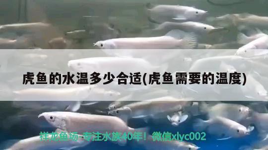 虎魚的水溫多少合適(虎魚需要的溫度) 虎魚百科