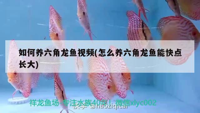 如何養(yǎng)六角龍魚視頻(怎么養(yǎng)六角龍魚能快點長大) 祥龍進口元寶鳳凰魚