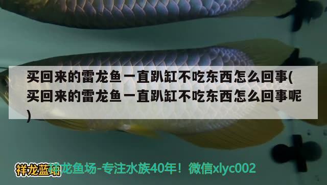 買回來的雷龍魚一直趴缸不吃東西怎么回事(買回來的雷龍魚一直趴缸不吃東西怎么回事呢) 潛水艇魚