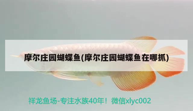 摩爾莊園蝴蝶魚(摩爾莊園蝴蝶魚在哪抓) 蝴蝶鯉