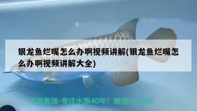 銀龍魚爛嘴怎么辦啊視頻講解(銀龍魚爛嘴怎么辦啊視頻講解大全) 銀龍魚