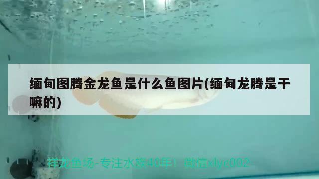 緬甸圖騰金龍魚是什么魚圖片(緬甸龍騰是干嘛的) 圖騰金龍魚 第2張