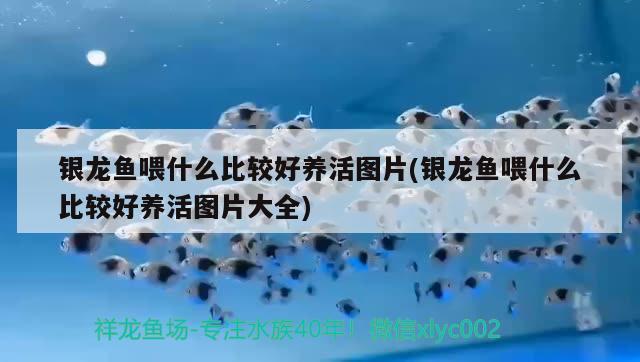 銀龍魚喂什么比較好養(yǎng)活圖片(銀龍魚喂什么比較好養(yǎng)活圖片大全)