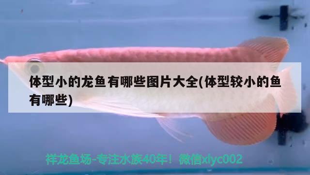 體型小的龍魚(yú)有哪些圖片大全(體型較小的魚(yú)有哪些)