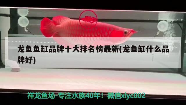 龍魚魚缸品牌十大排名榜最新(龍魚缸什么品牌好)