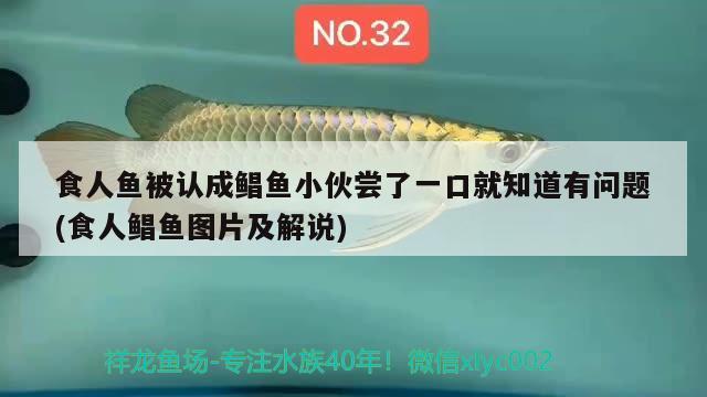 食人魚(yú)被認(rèn)成鯧魚(yú)小伙嘗了一口就知道有問(wèn)題(食人鯧魚(yú)圖片及解說(shuō)) 食人魚(yú)（水虎）