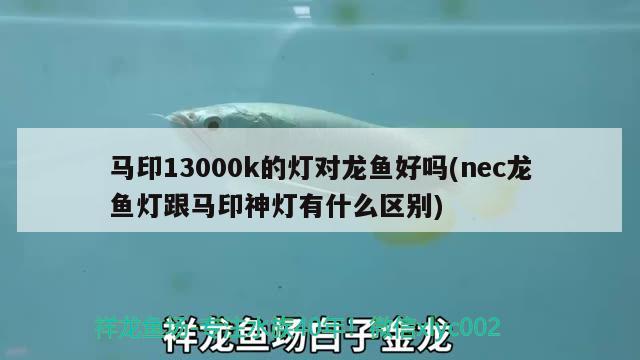 馬印13000k的燈對龍魚好嗎(nec龍魚燈跟馬印神燈有什么區(qū)別)