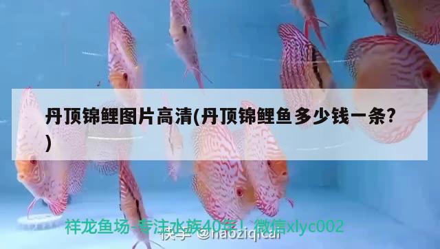 丹頂錦鯉圖片高清(丹頂錦鯉魚多少錢一條?) 丹頂錦鯉魚